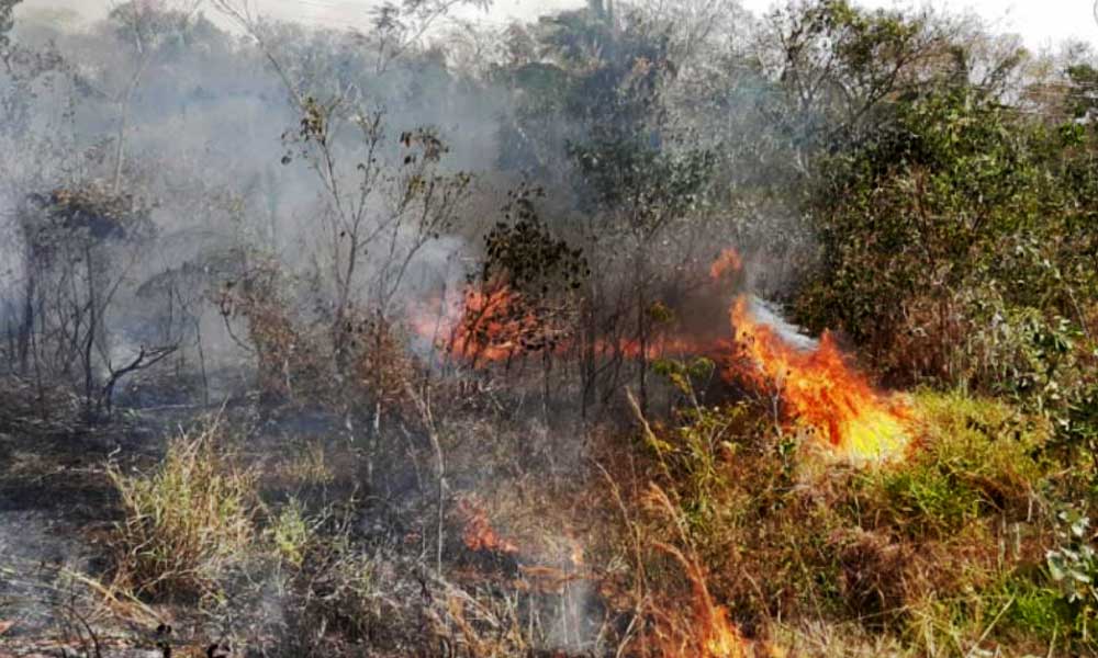 Biólogos piden declarar desastre natural y destinar recursos para sofocar ola de incendios en Bolivia