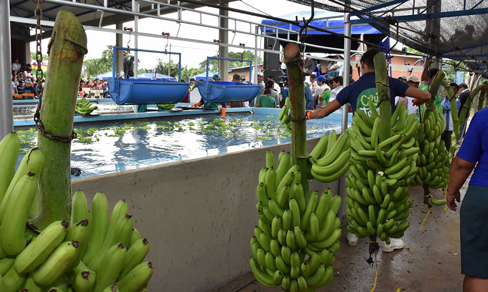 Bananeros proyectan mejorar exportación con crédito estatal