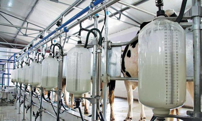 Contrabando, bajo consumo y disminución de lácteos en el subsidio preocupan al sector productor Contrabando, bajo consumo y disminución de lácteos en el subsidio preocupan al sector productor