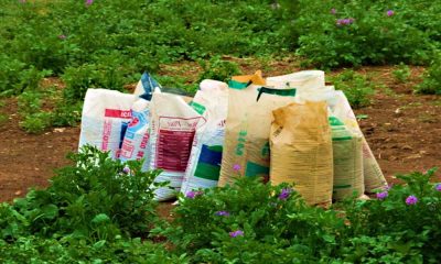 Sector Agrícola afectado por contrabando de insumos Sector Agrícola afectado por contrabando de insumos