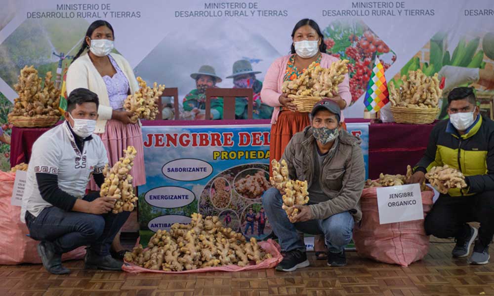 Acciones gubernamentales promueven la producción de jengibre