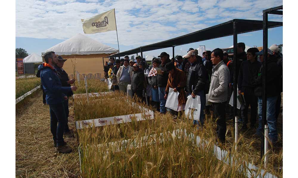 Anapo organiza Dia Nacional del Trigo 2021 en su versión virtual