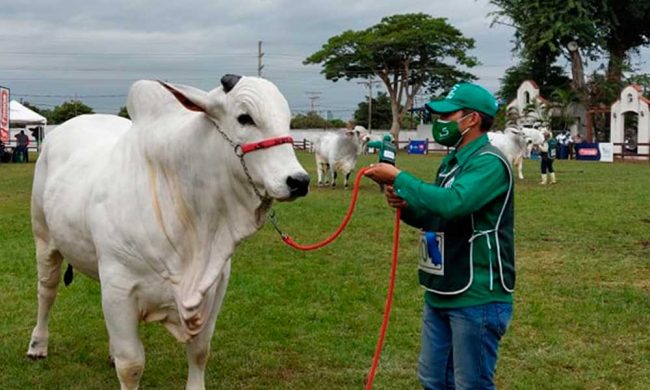 Ecofuturo apuesta en Santa Cruz por los jóvenes emprendedores, profesionales y agricultores Ecofuturo apuesta en Santa Cruz por los jóvenes emprendedores, profesionales y agricultores