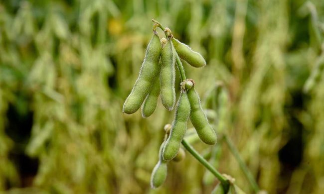 ANAPO y actores estratégico socializan la implementación del Agro Seguro Soya