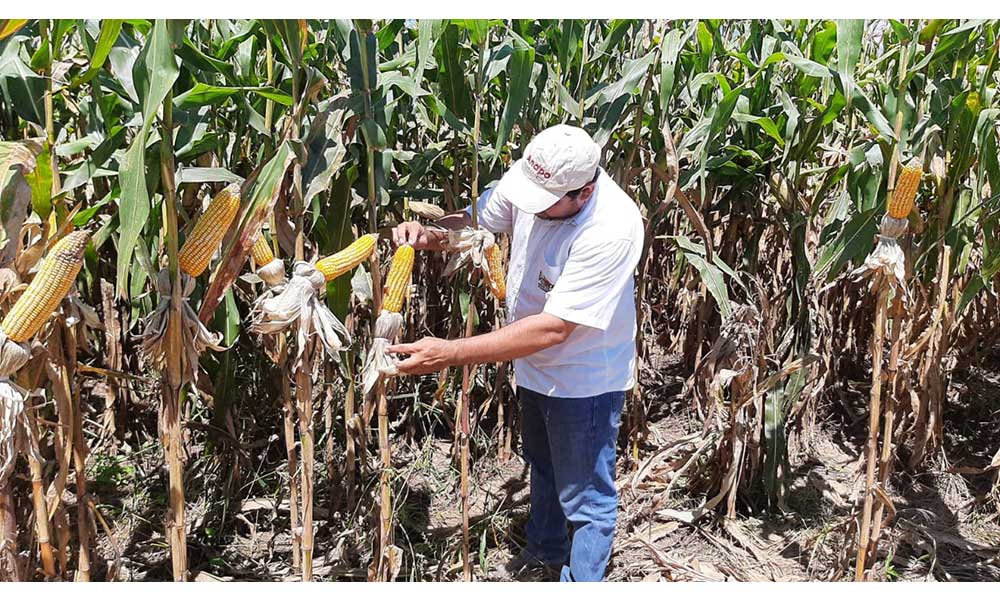 Anapo ratifica su compromiso productivo y exige seguridad jurídica para los productores de alimentos