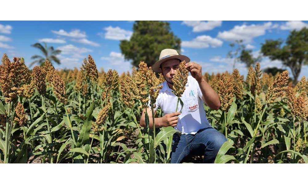 Anapo celebra el Día Nacional de Girasol,  un cultivo en incremento en los últimos años