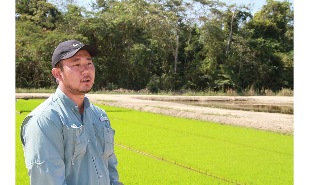 Productores arroceros de colonia japonesa adquieren 1.875 TM de urea producida por YPFB