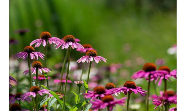 Tres motivos para tomar Echinacea y fortalecer el organismo durante el invierno