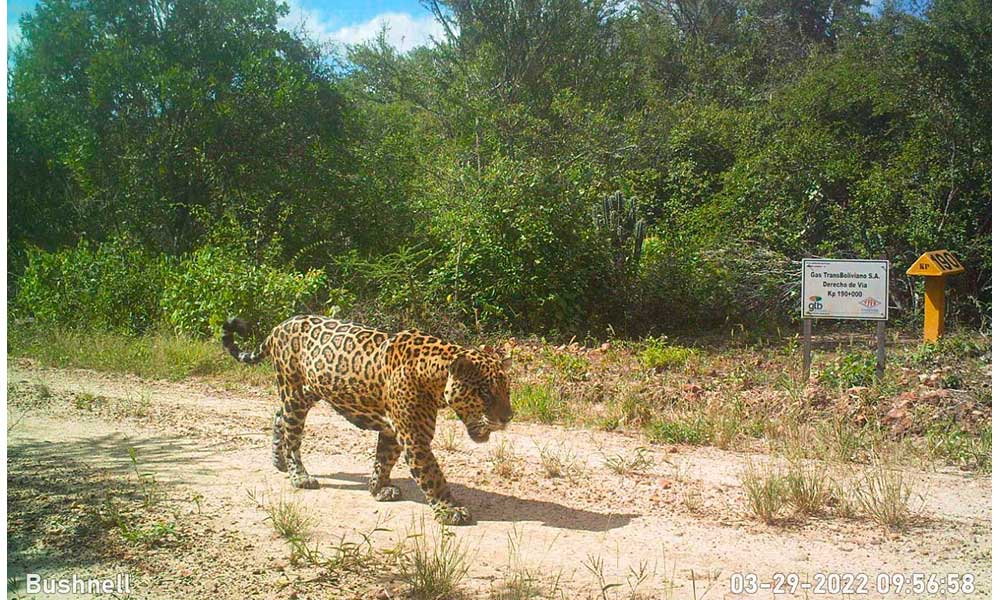 GTB impulsa acciones en coordinación con el Parque Kaa Iya para conservar al jaguar