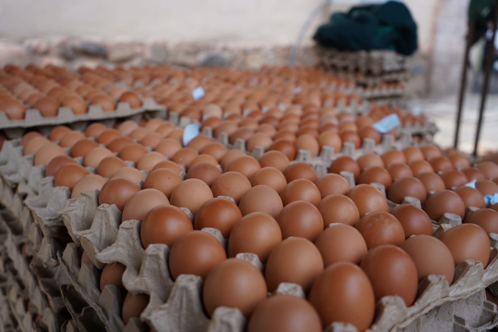 Bolivia tiene superávit en la producción de huevo, pese a la afectación por la gripe aviar