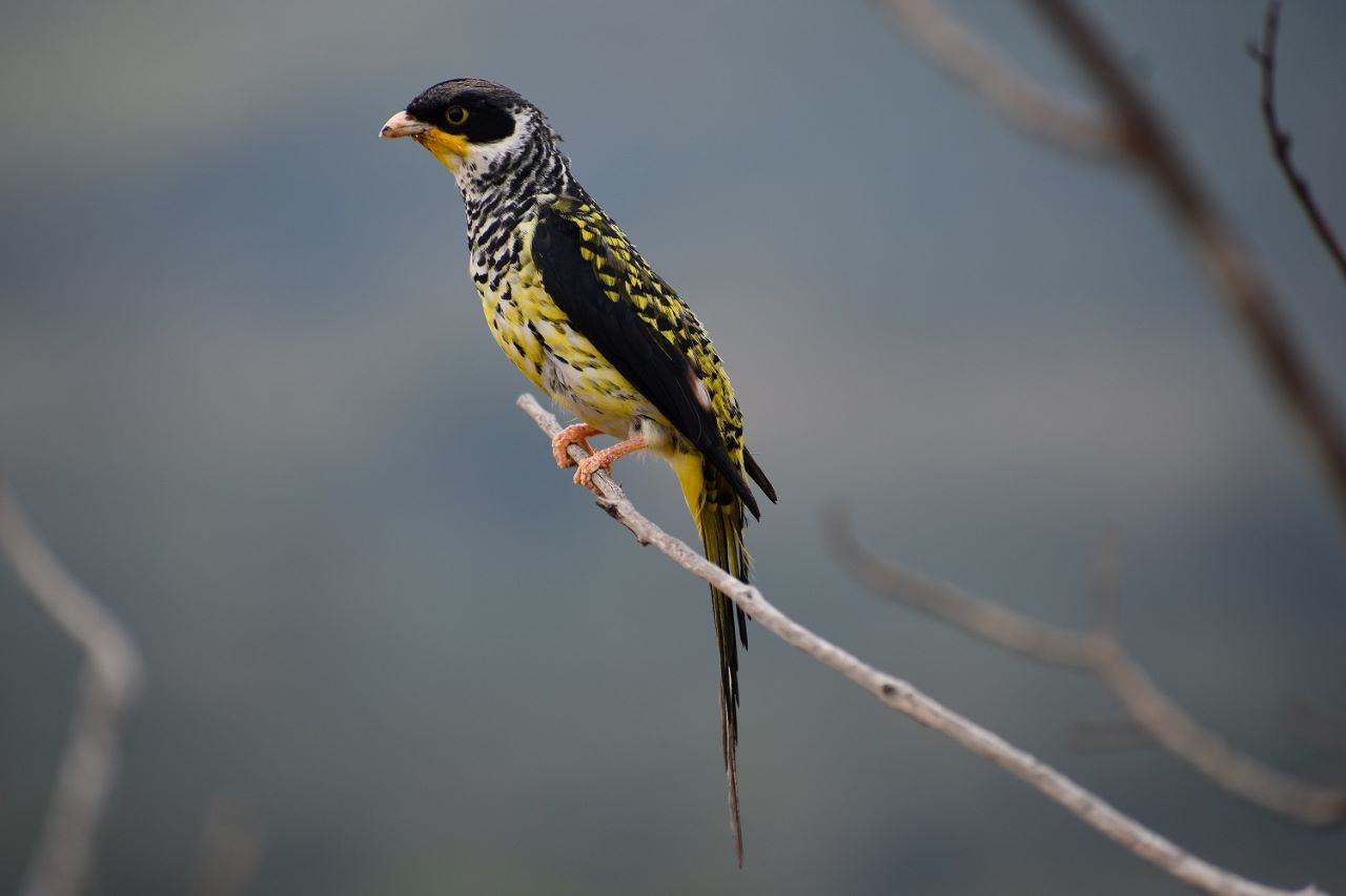Ecofuturo reforesta el hábitat del  ave Palkachupa para evitar su extinción