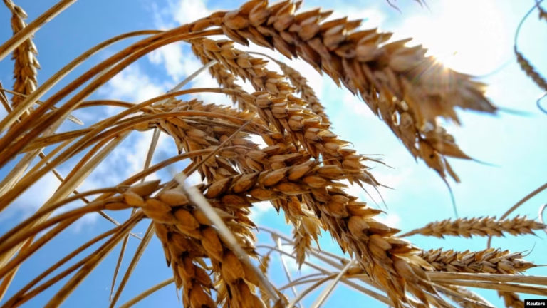 Día Nacional del Trigo: Productores piden al Gobierno  que apruebe tecnología HB4 para acabar con el déficit