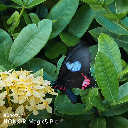 Captura Momentos Inolvidables: Trucos para tomar las mejores fotos y videos con el HONOR Magic5 Pro