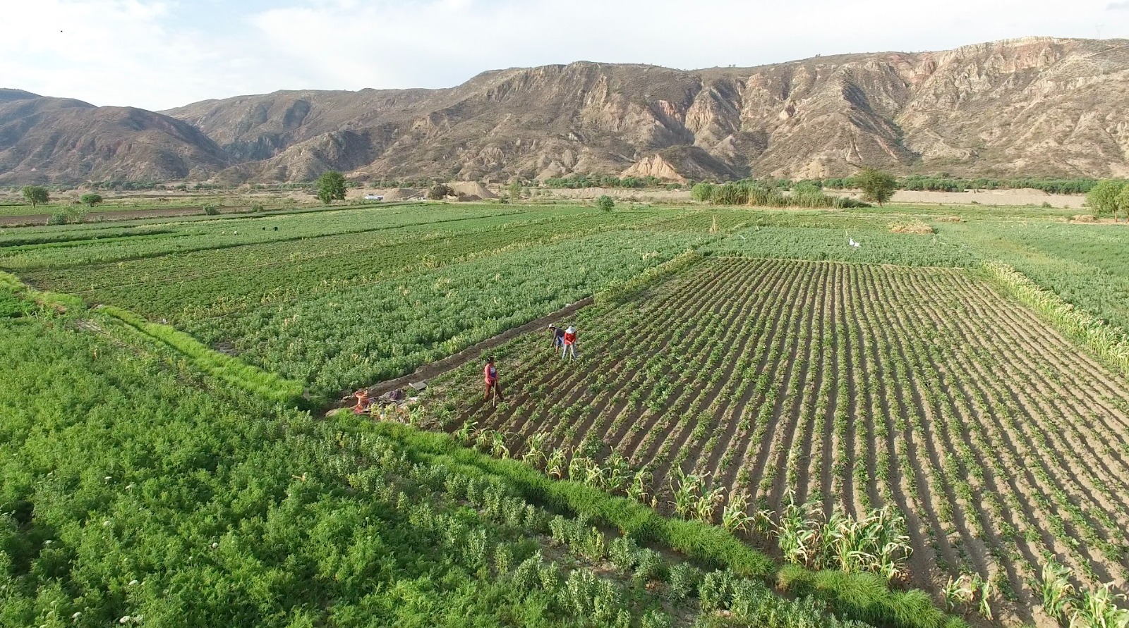 Cochabamba registra altos rendimientos en la producción de papa, de hasta 34 Tn/ha