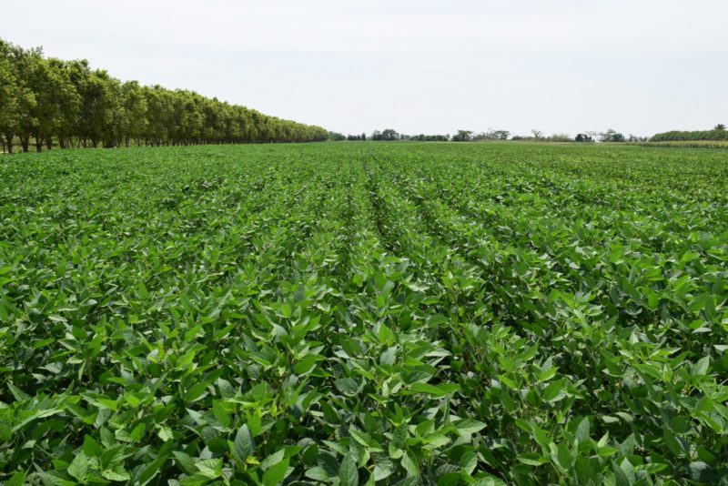 ANAPO resalta necesidad de avances en biotecnología para asegurar abastecimiento en nueva planta de biodiesel Principio del formulario Final del formulario ANAPO resalta necesidad de avances en biotecnología para asegurar abastecimiento en nueva planta de biodiesel Principio del formulario Final del formulario