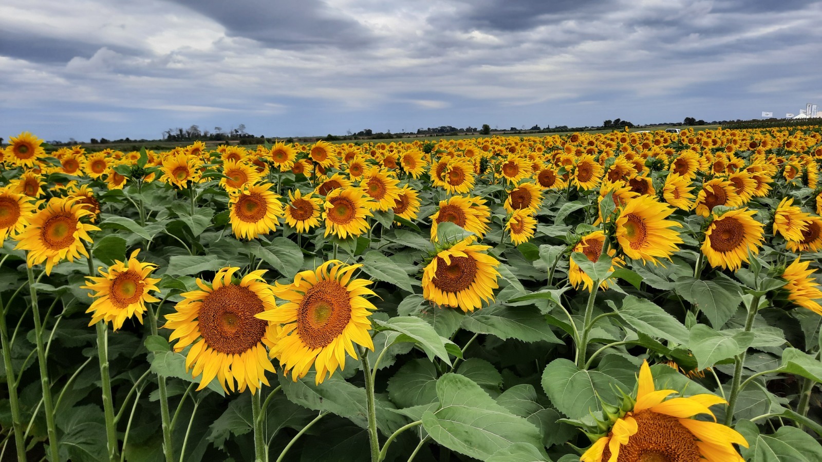 Día Nacional del Girasol, Anapo destaca al cultivo cuyas exportaciones generan divisas importantes para el país   