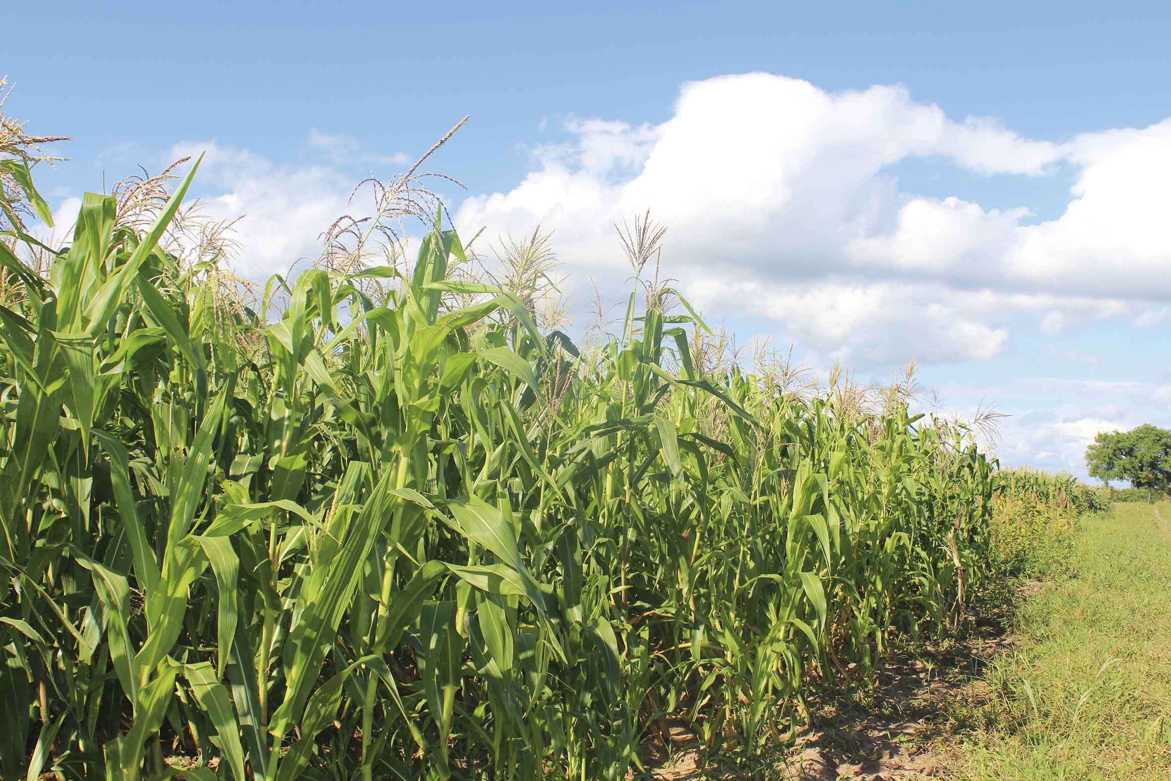 Bolivia evalúa el uso de biotecnología para la soya