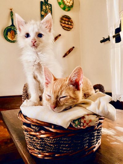 Tres secretos clave para brindar salud y bienestar a tu gato Tres secretos clave para brindar salud y bienestar a tu gato
