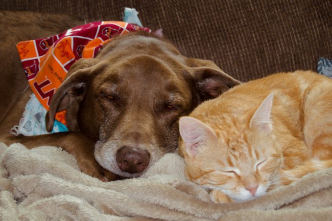 Mascotas felices: consejos claves para el cuidado de los animales en casa Mascotas felices: consejos claves para el cuidado de los animales en casa