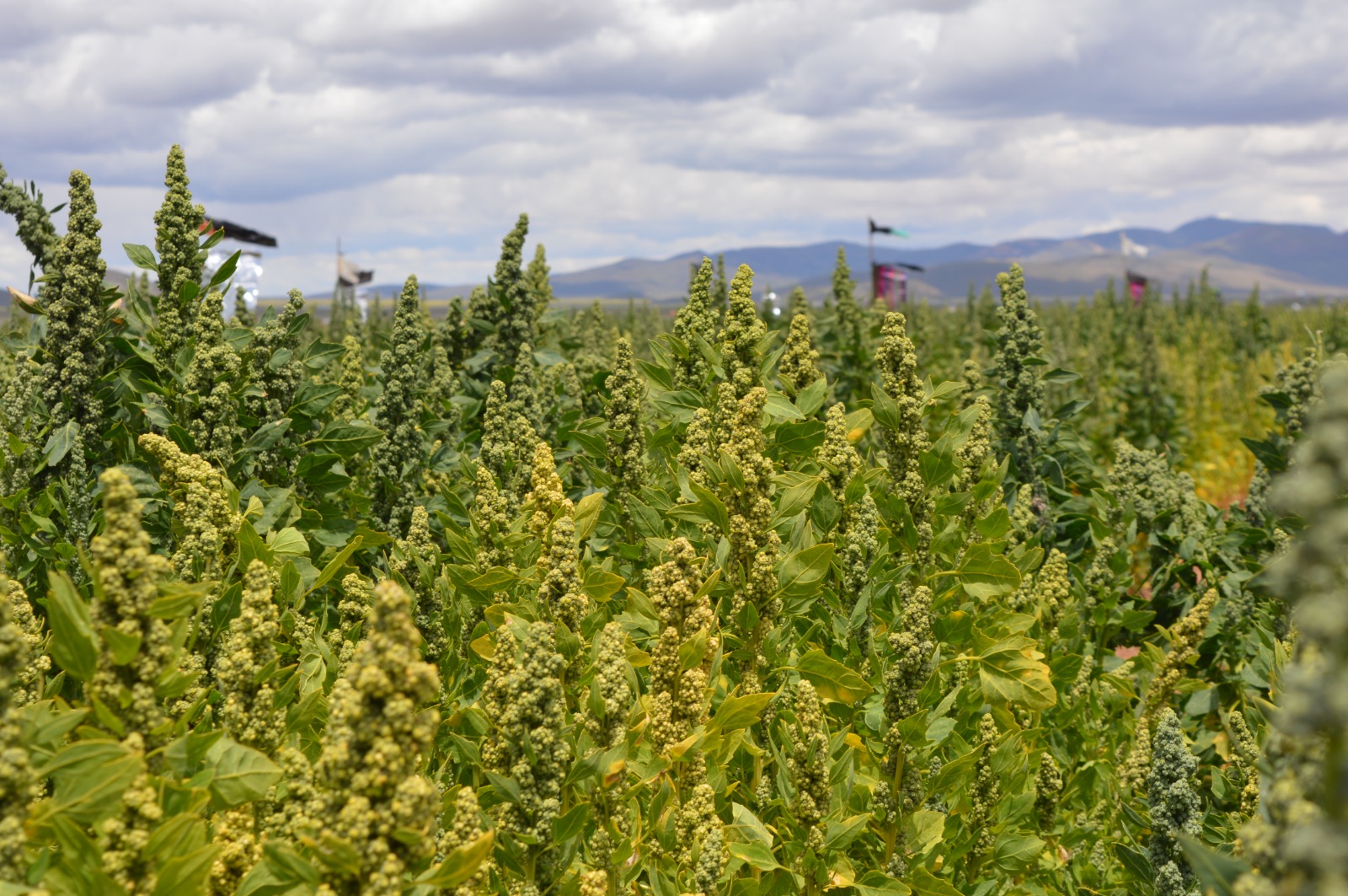 BDP: con créditos y Asistencia Técnica mejoramos la calidad de vida de 12.877 productores de Potosí