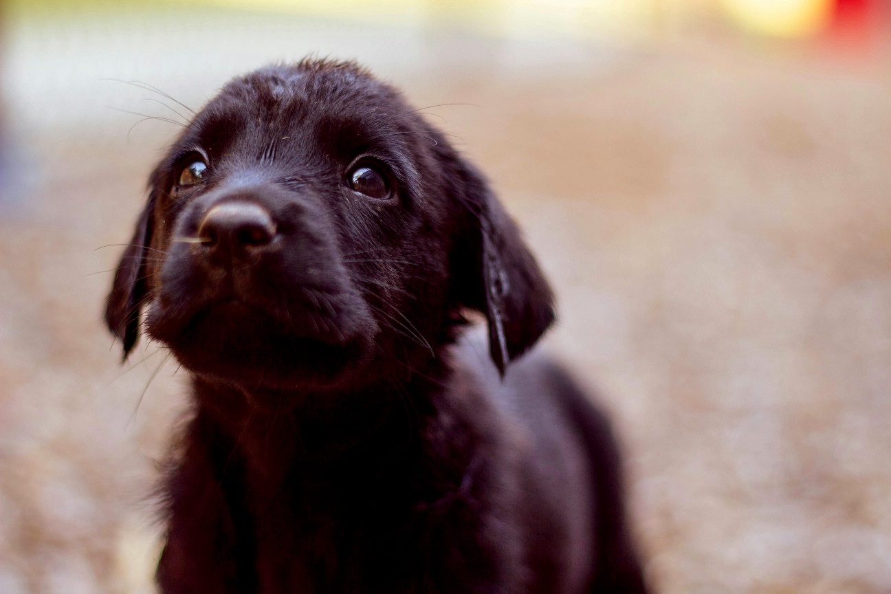 Protege a la mascota: consejos para minimizar el estrés causado por la pirotecnia