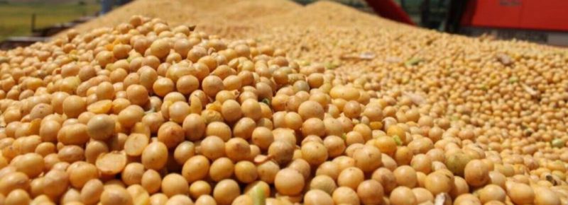 Producción de soya llega a 2.776.692 toneladas, hay suficiente cantidad de sus subproductos para el mercado interno Producción de soya llega a 2.776.692 toneladas, hay suficiente cantidad de sus subproductos para el mercado interno