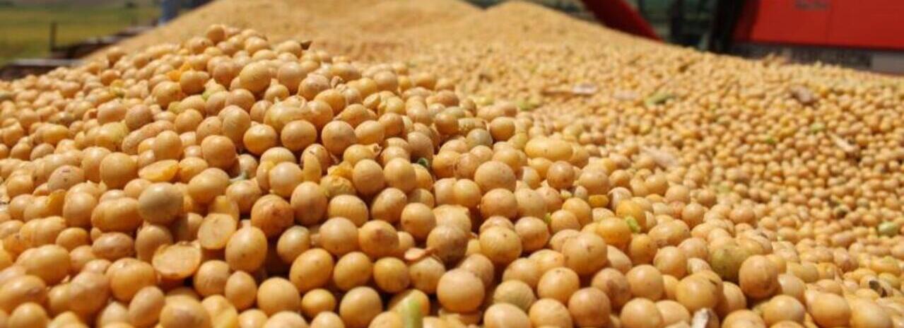 Producción de soya llega a 2.776.692 toneladas, hay suficiente cantidad de sus subproductos para el mercado interno