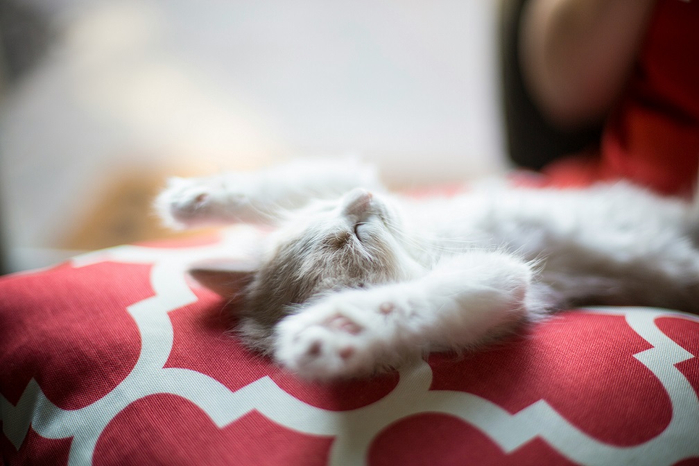 Consejos esenciales para proteger a las mascotas durante el verano