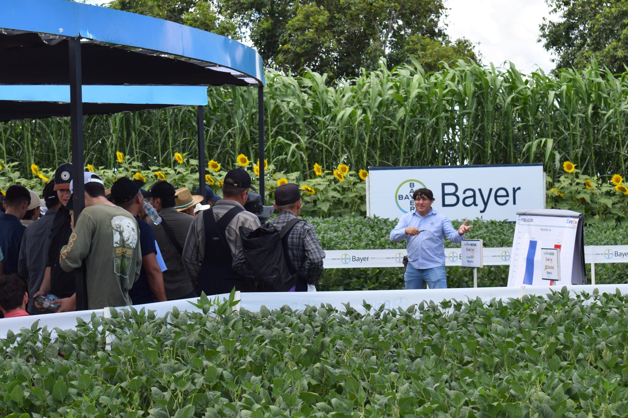 Bayer, un aliado estratégico para el productor agrícola