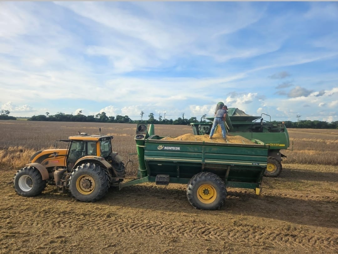 ANAPO cuestiona la tardía decisión para la  autorización de exportación de grano de soya