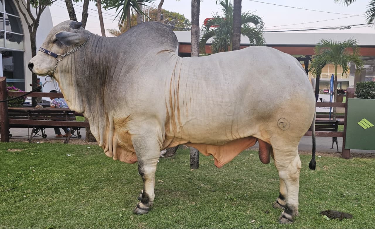 Los más pesados de las Razas Cebuinas se consagran en Expocruz 2025: un salto en la genética bovina boliviana