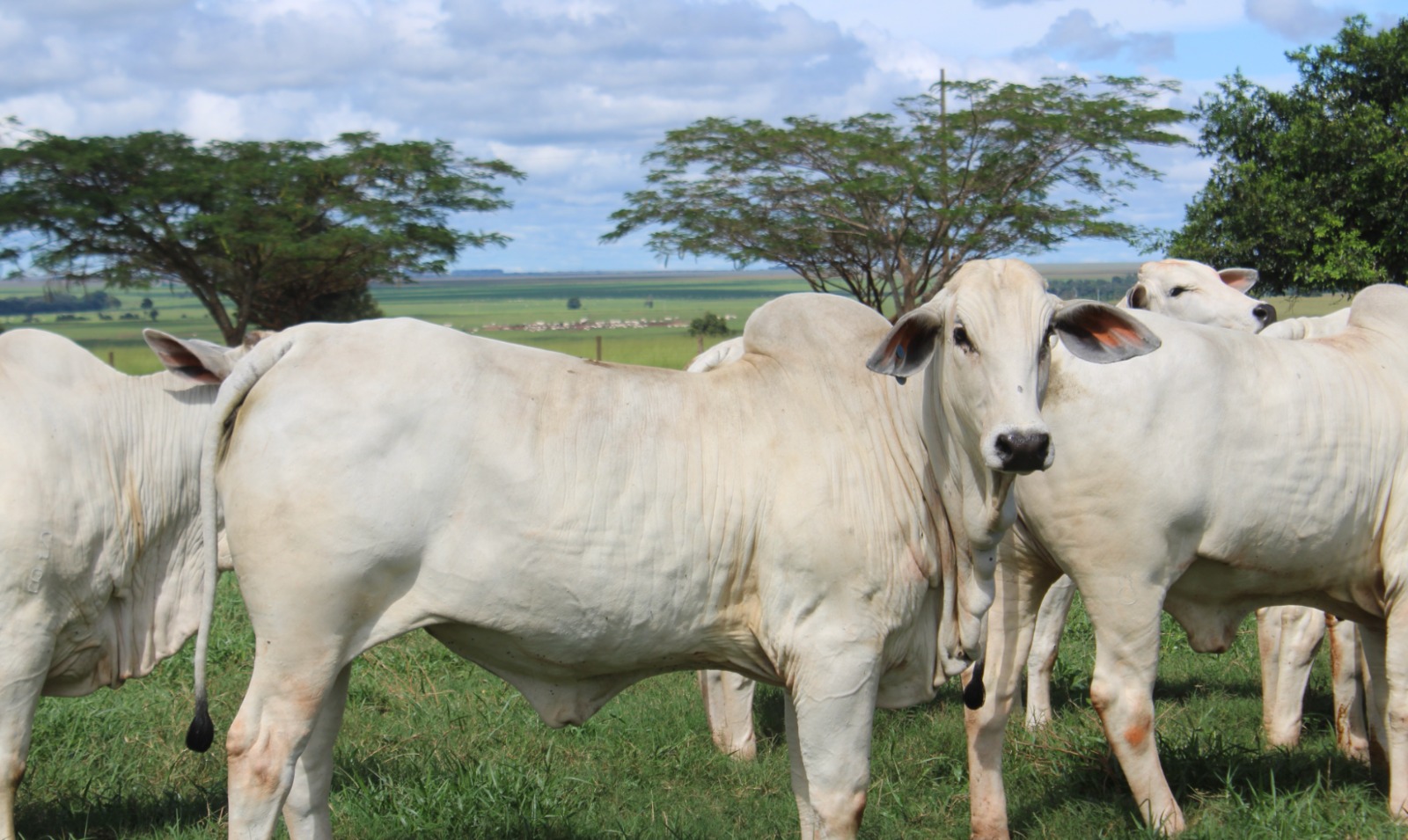 Santa Cruz lidera la cartera de créditos del BDP-SAM, impulsando el crecimiento productivo del país