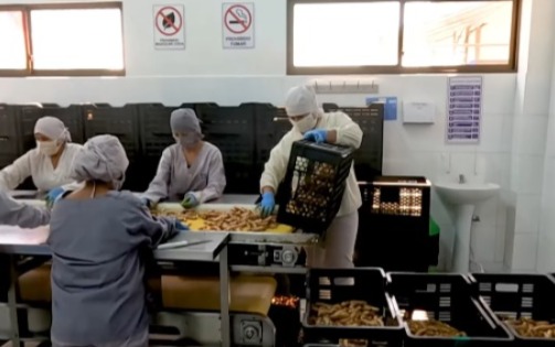 Planta que alarga la vida de frutas en Palos Blanco genera ingresos por Bs 10,4 millones en 8 meses