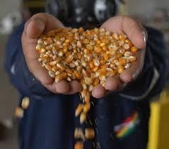 EMAPA impulsa la seguridad alimentaria y fortalece la producción agropecuaria en Bolivia EMAPA impulsa la seguridad alimentaria y fortalece la producción agropecuaria en Bolivia
