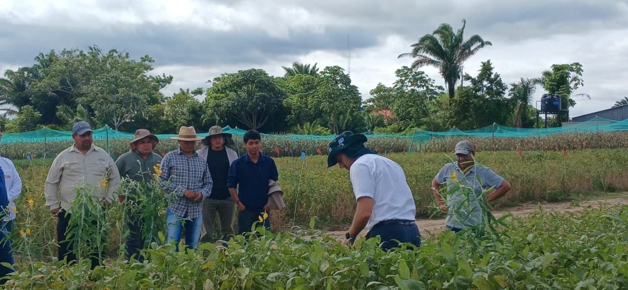Nutrición de cultivos aumenta rendimientos hasta en 20% y ayuda a mitigar los impactos del exceso de lluvias